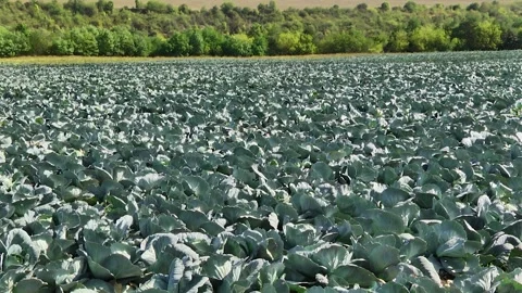 Heads of cabbage in the field during ripening Stock Footage 145532479