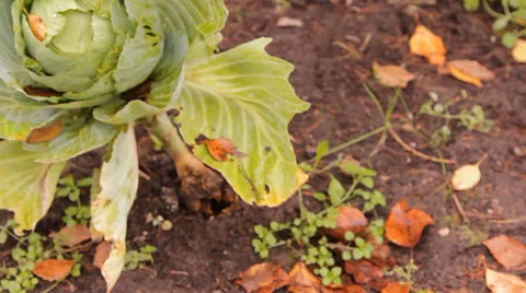 The heads of cabbage in the garden Stock Footage 30580659