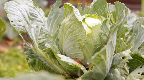 The heads of cabbage in the garden Stock Footage 30580741