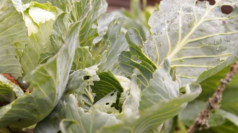 The heads of cabbage in the garden Stock Footage 30580892