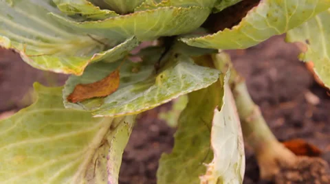 The heads of cabbage in the garden Stock Footage 30580951