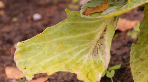 The heads of cabbage in the garden Stock Footage 30581106