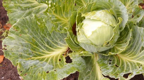 The heads of cabbage in the garden Stock Footage 30581332