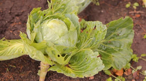 The heads of cabbage in the garden Stock Footage 30581636