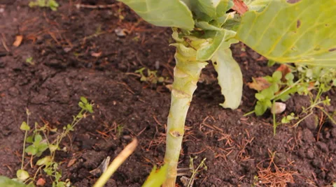 The heads of cabbage in the garden Stock Footage 30582533