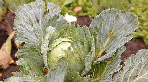 The heads of cabbage in the garden Video stock 30582878