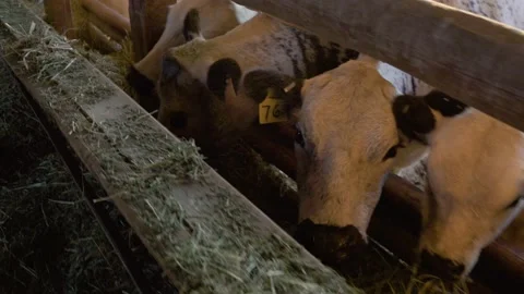 Heads of Cattle Cows in Row Eating Feeding on Hay Stock Footage 140214371