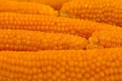 Heads of corn. Corn for popcorn. Corn advertising background Stock Photos