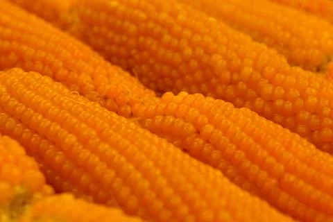Heads of corn. Corn for popcorn. Corn advertising background Stock Photos