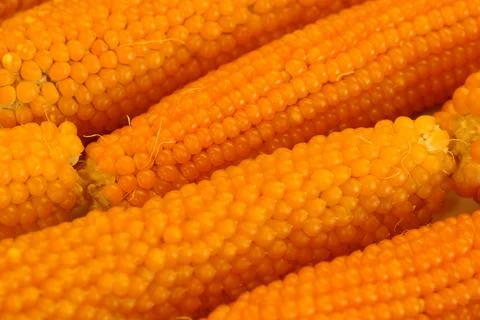 Heads of corn. Corn for popcorn. Corn advertising background Stock Photos