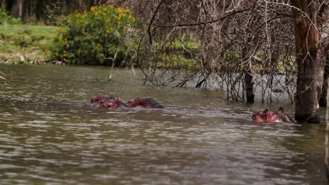 Heads of four hippos stick out of surface of lake water Naivasha in Kenya. Stock Footage 231643853