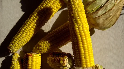 Heads of fried corn are on the table and sprinkled with salt . close up. corn's Stock Footage 91699984
