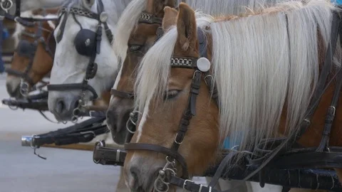 Heads of horses in carriages Stock Footage 74431019