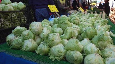 Heads of iceberg lettuce Stock Footage 73588629