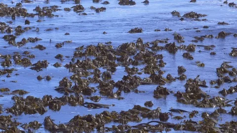 Heads of kelp on the surface of the ocean off the coast on Capetown Stock-Footage 104062812