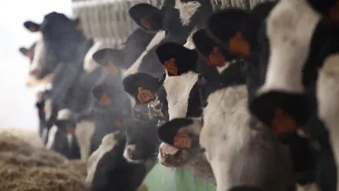 Heads of many cows that move quiet Stock Footage 69187774