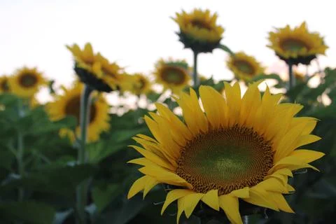 Heads up 스톡 사진