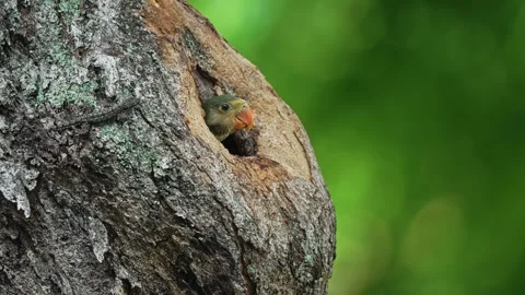 Heads Of Red-breasted Parakeets Peeking Out Of Tree Hole. wide shot 스톡 동영상 291044057