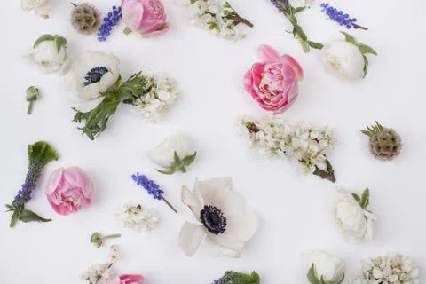 Heads of spring flowers Stock Photos