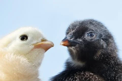 Heads of two fluffy chicks Stock Photos