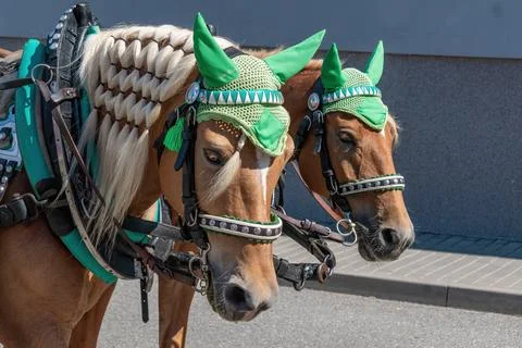 Heads of two horses with braided mane and ornaments Stock Photos