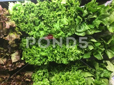 Heads of various lettuce bunched up on display