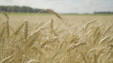 Heads of Wheat Close-up Stock Footage 329613458