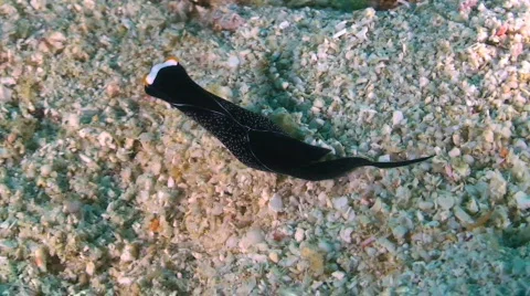 Headshield slug Stock Footage 351934