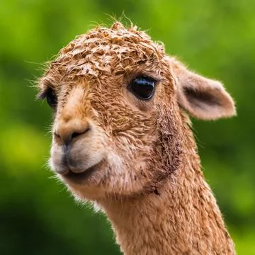 Headshot of an Alpaca Stock Photos