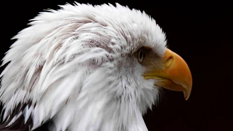 Headshot of Bald Eagle Bird, Close Wildlife White Feathers Yellow Beak Video stock 284489263