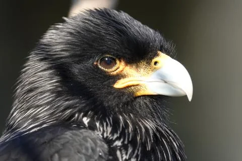 Headshot of a bird. Stock-Fotos