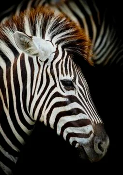 A Headshot of a Burchell's Zebra Stock Photos