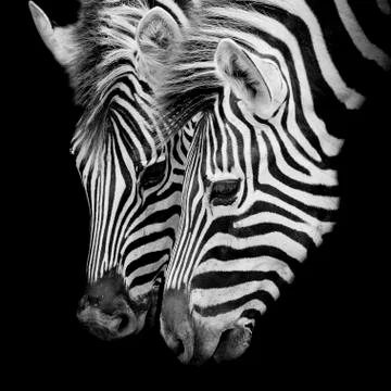 A Headshot of a Burchell's Zebra Stock Photos