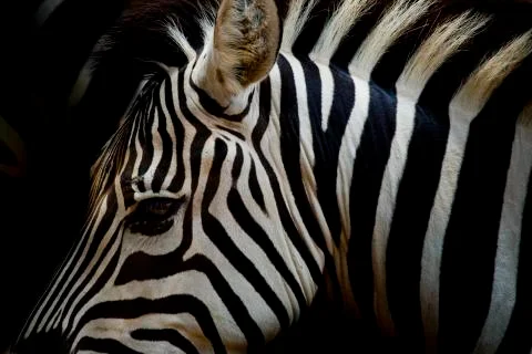 A Headshot of a Burchell's Zebra Stock Photos