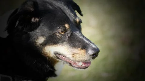 Headshot of a dog. Foto stock