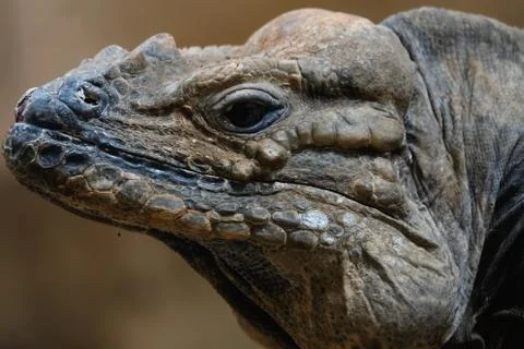 Headshot of a dragon. 写真素材