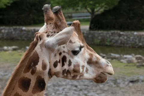 Headshot giraffe, close up Stock Photos