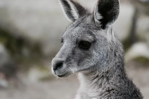 Headshot of a kangaroo. Stock Photos