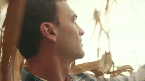 Headshot Man Looking Out in Cornfield During Sunset Stock Footage 81563517