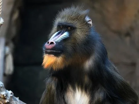 Headshot of a mandrill. 库存照片