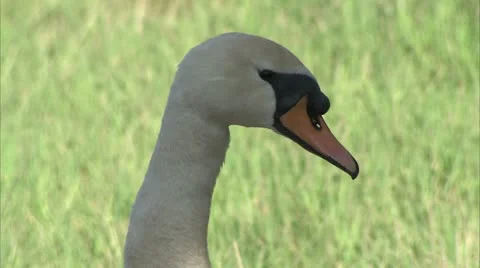Headshot of a nesting Swan Video stock 8906838