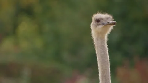 Headshot of an Ostrich doing cute head tilts - close up. 4K locked tripod Stock Footage 255232440
