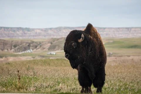 Headshot Stock Photos