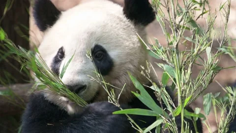 Headshot portrait of panda eats bamboo stick with leaves. Stock Footage 152527828
