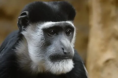 Headshot of a primate. Stock Photos