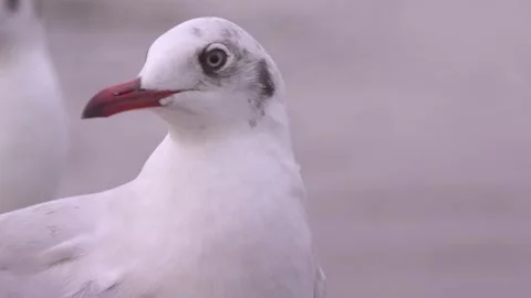 Headshot of Seagull in the evening Stock Footage 248865273