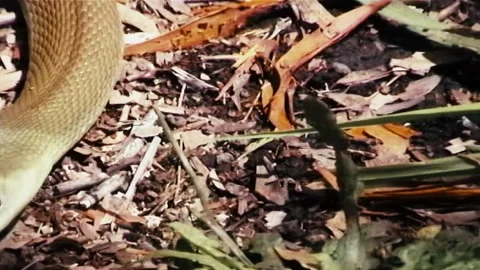 Headshot of a Taipan 스톡 동영상 244687434