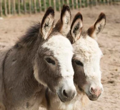 Headshot of two donkeys Stock Photos