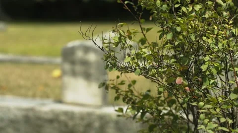 Headstone in Cemetery - Rack Focus Video stock 40908412