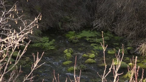 Headwaters spring of the Metolius River Stock Footage 72517918